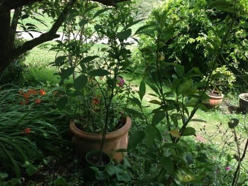 Double Room with Garden View