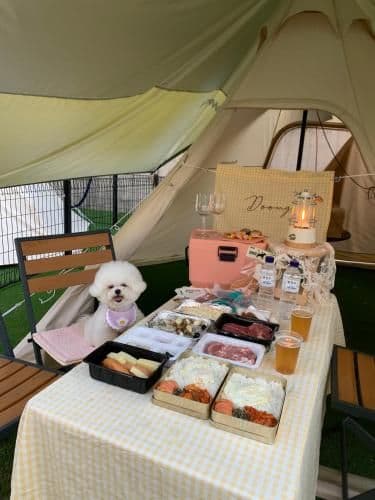 [Pet Friendly] Sky Royal (High Floor, Air-dresser, Free Mini bar) & Pet Friendly BBQ Camping for 2