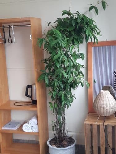 Quadruple Room with Balcony
