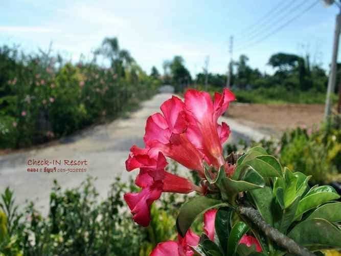 Check-In Resort Thanyaburi