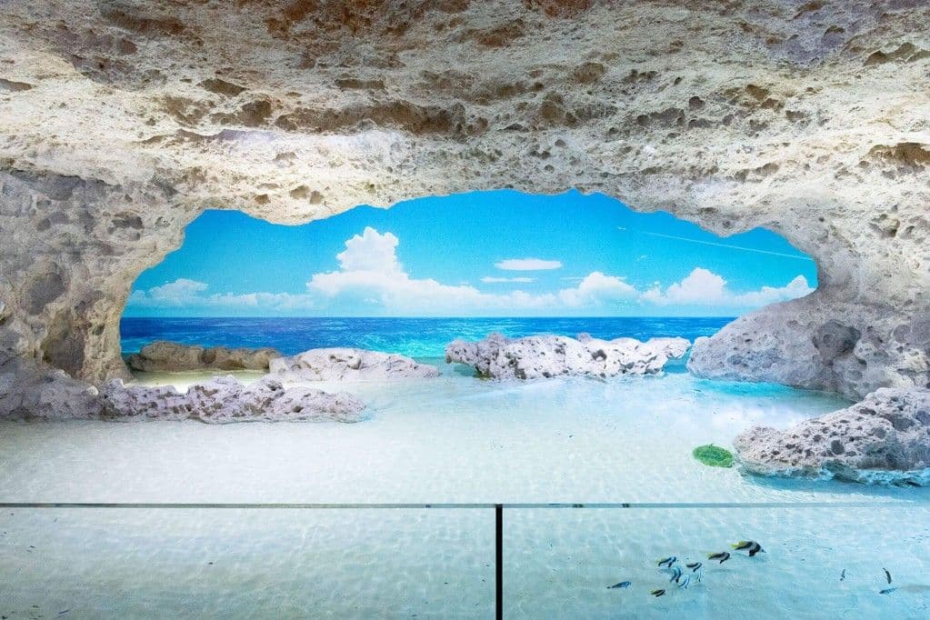 บัตรเข้าชมพิพิธภัณฑ์สัตว์น้ำ DMM Kariyushi Aquarium (ใช้ได้ภายใน 6 เดือน)