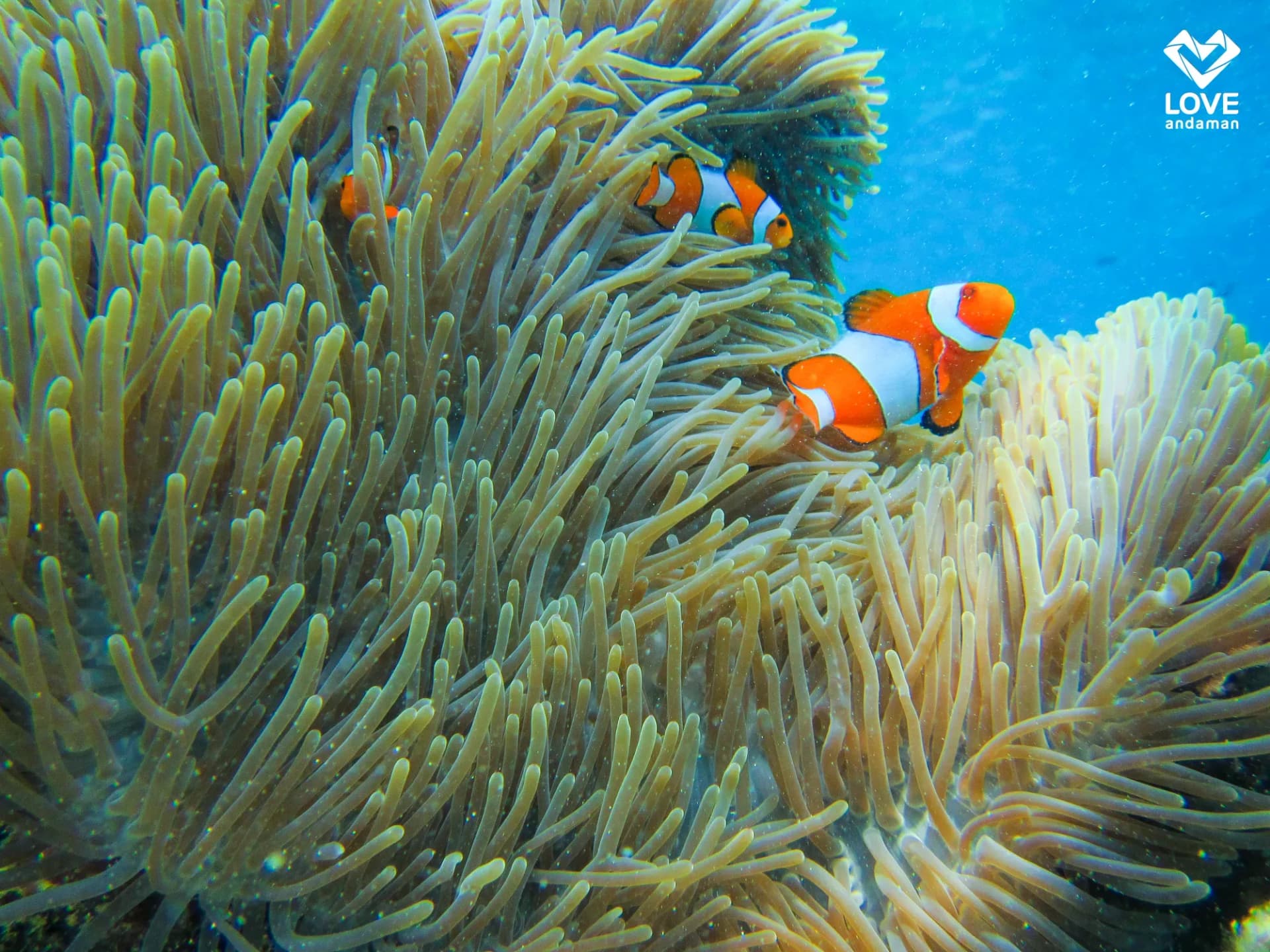 ทัวร์หมู่เกาะสิมิลัน โดยเรือสปีดโบ๊ท ทริปเที่ยว และเดย์ทริป