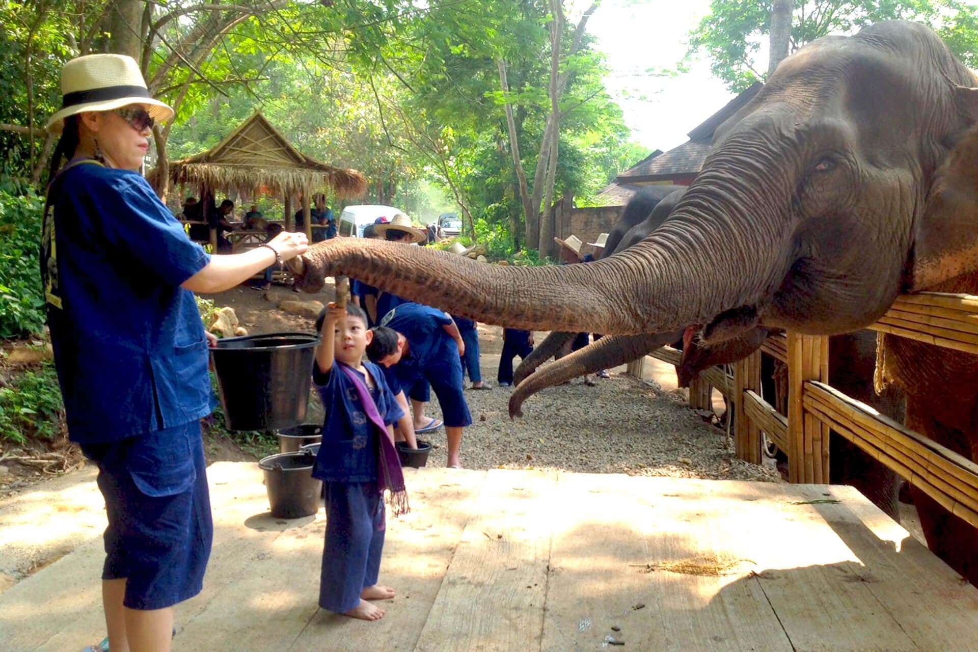 ปางช้างแม่แตง