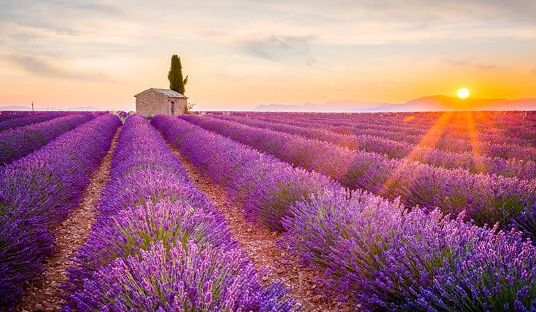 ทัวร์ฝรั่งเศสใต้ อันดอร์รา สเปน ทุ่งดอกลาเวนเดอร์