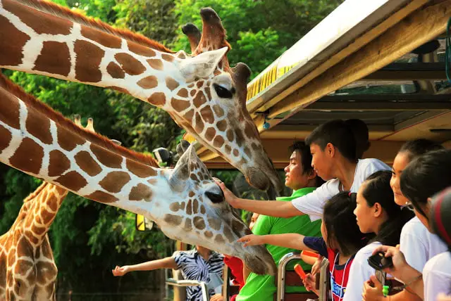 Safari World Bangkok สำหรับคนไทย (Thai Resident)