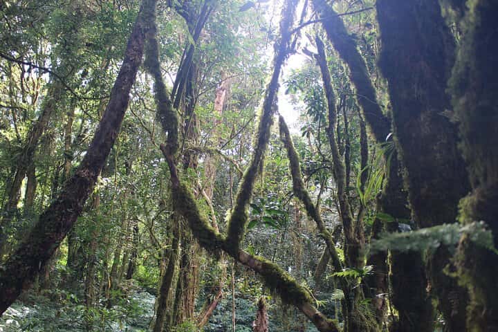 Doi Inthanon National Park Day Tour : Thailand's Highest Point Trips and Day Trips1
