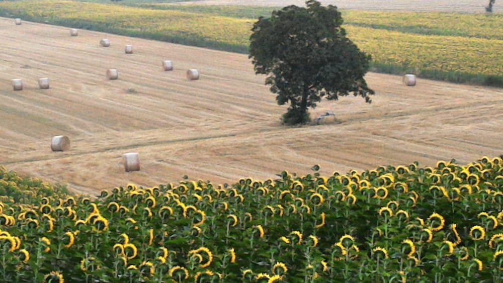 Agriturismo Podere Casenove4