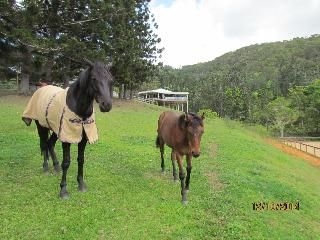 Ingleside Stud Farm1
