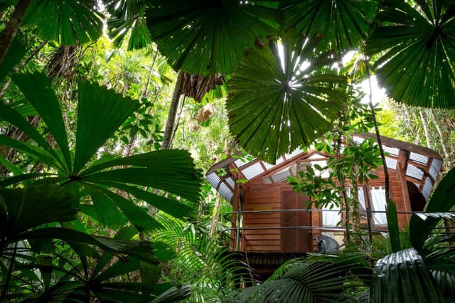 Rainforest Room