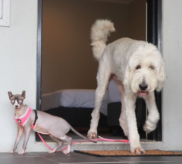Queen Single Room - Pet Friendly