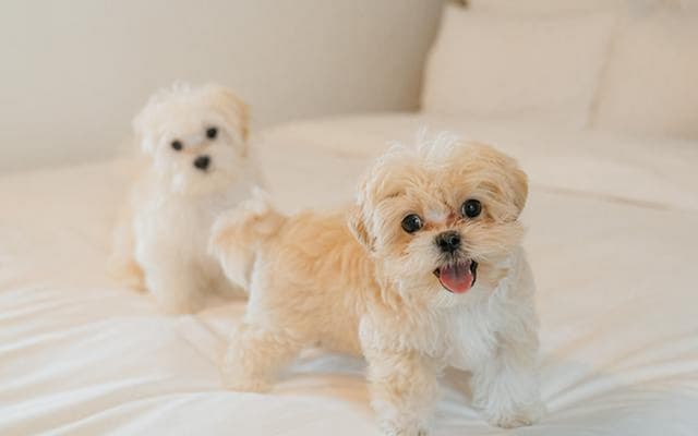 Pet Family Twin