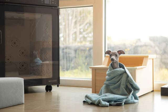 Royal Room (Pet-Friendly)