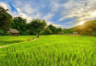 เฟิร์นรีสอร์ท เฟิร์นรีสอร์ท