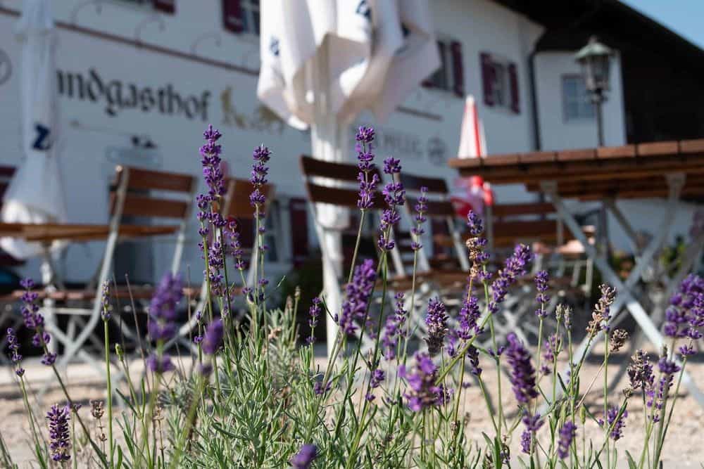 Landgasthof Goldener Pflug Landgasthof Goldener Pflug
