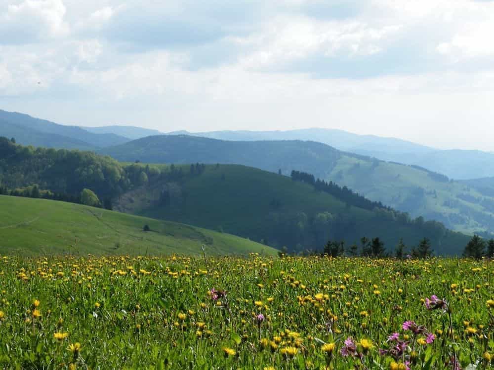 Waldhotel am Notschreipass Waldhotel am Notschreipass