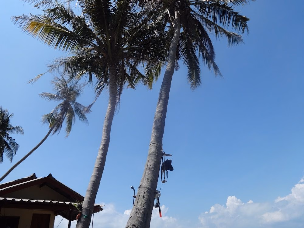 Bird Bungalow3