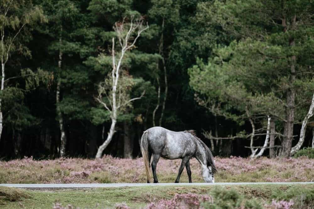 New Forest Lodge New Forest Lodge