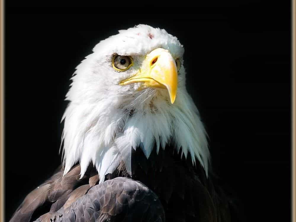 Falcons Nest Falcons Nest