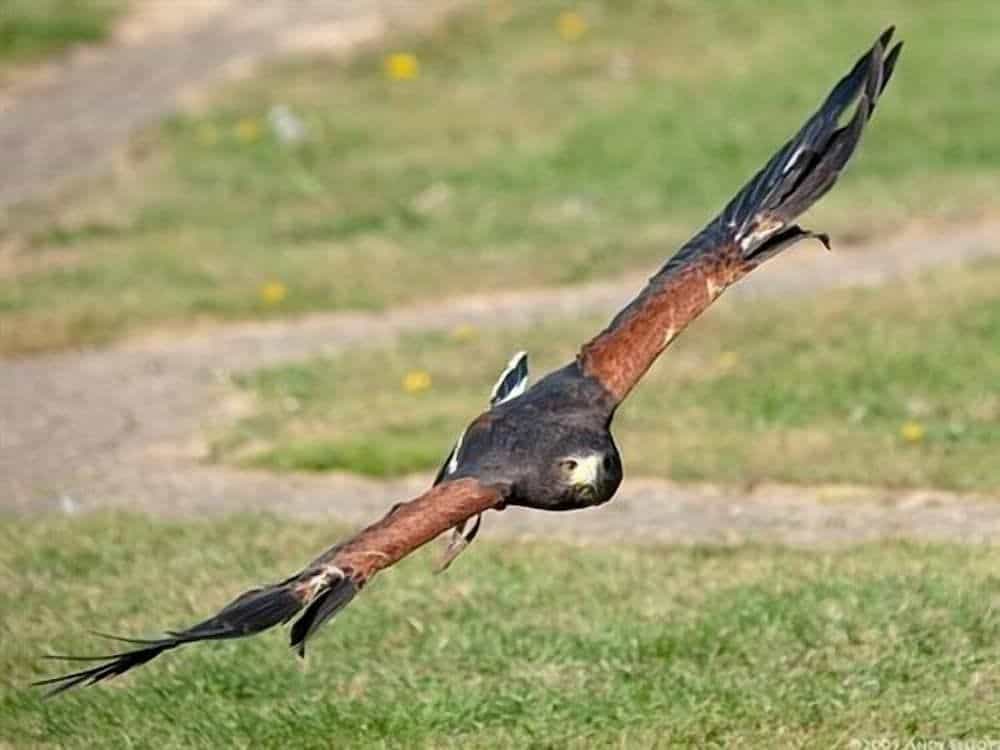Falcons Nest Falcons Nest