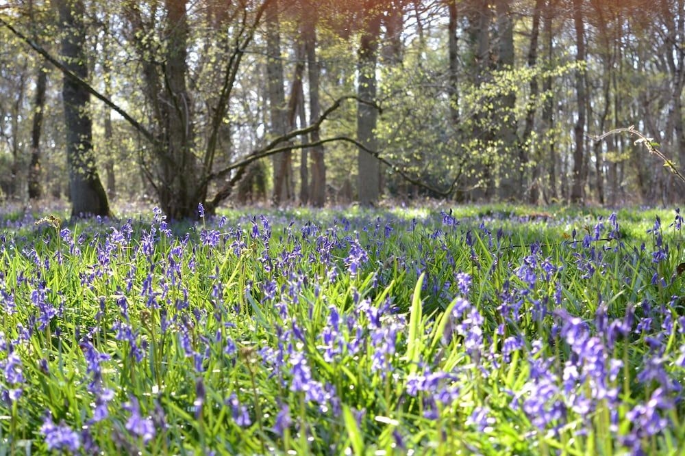 The Kingsley at Eversley2