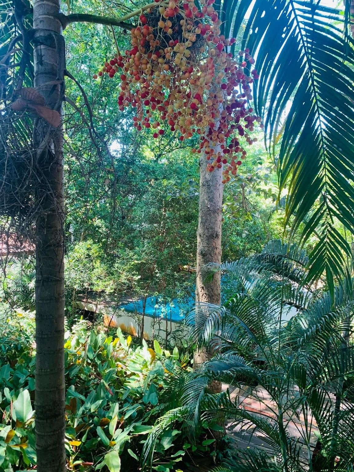 โรงแรมบ้านต้นไม้ ศรีสะเกษ (Tree House Hotel)2