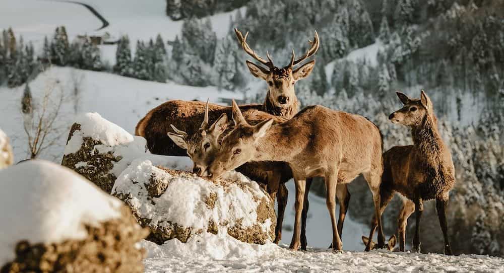 Bergkristall - Natur und Spa