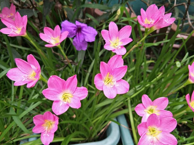 Studio