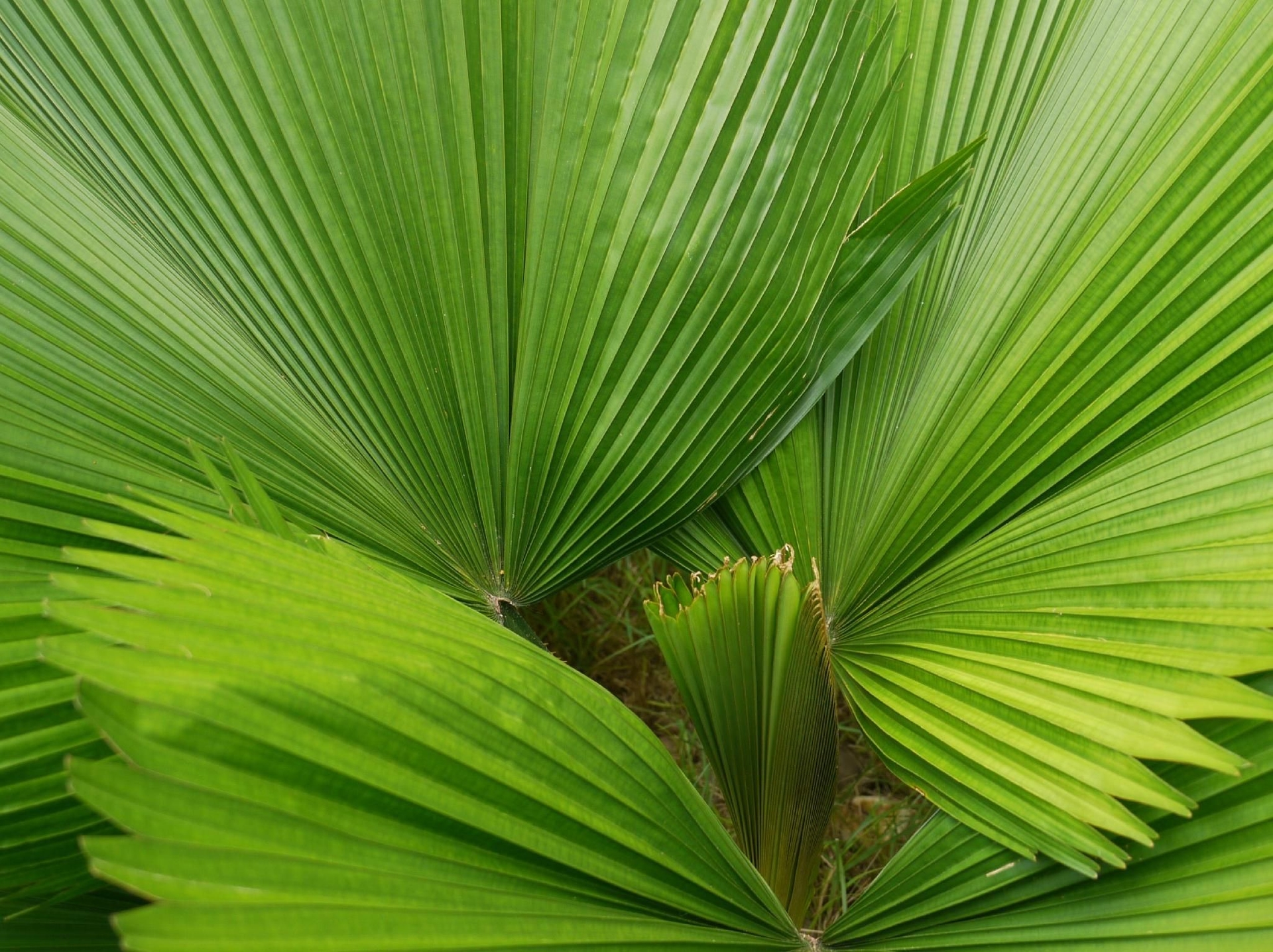 แหลมหญ้า อินน์ (Laemya Inn)1