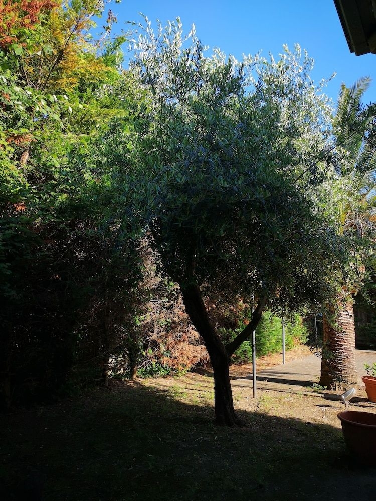 All'Ombra del Palmeto0