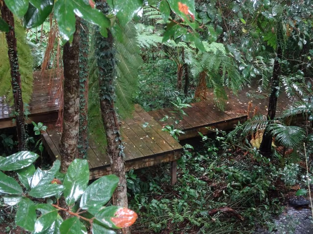 Dreamtime: Rainforest Treehouse