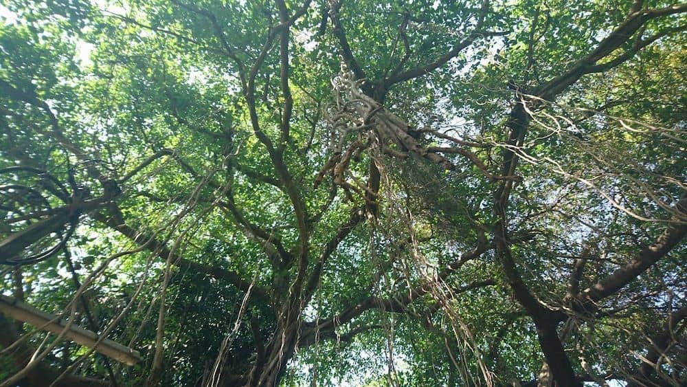 Banyan Tree Yoga Banyan Tree Yoga