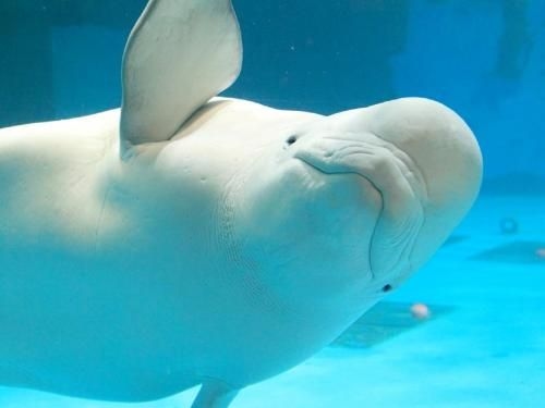โรงแรมคาโมะงะวะ ซี เวิลด์ (Kamogawa Sea World Hotel)2