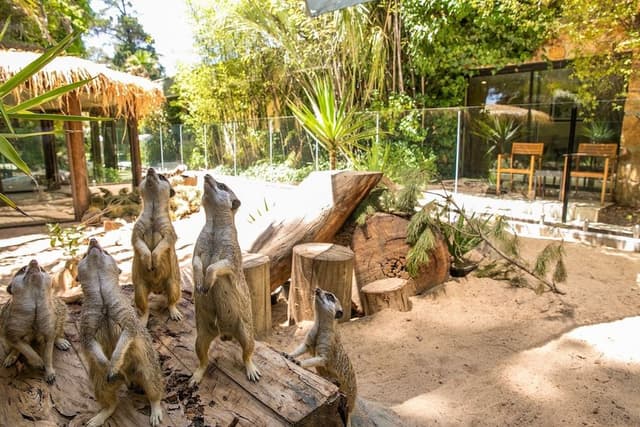 Meerkat Suite