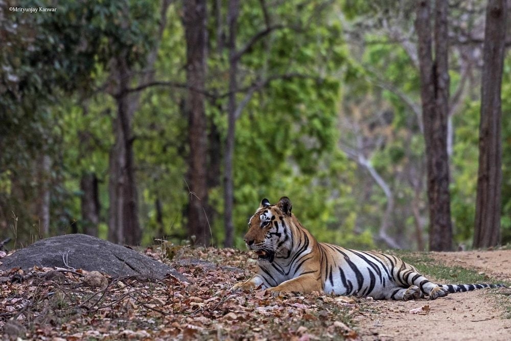 Taal Tiger Retreat4