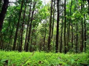 Chachanat Woodland Resort Chachanat Woodland Resort