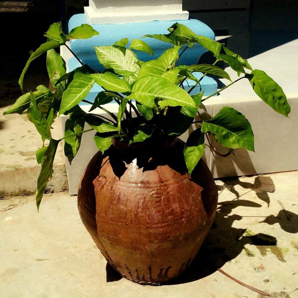 Duc Anh Garden Homestay Duc Anh Garden Homestay