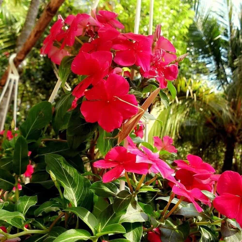 Duc Anh Garden Homestay Duc Anh Garden Homestay