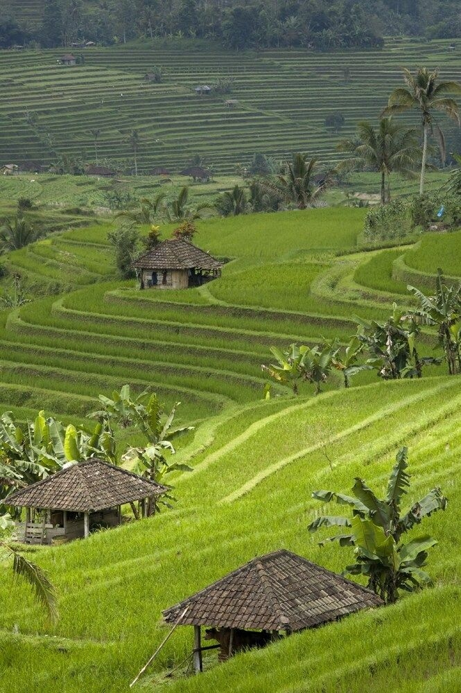 Cempaka Belimbing Villas1