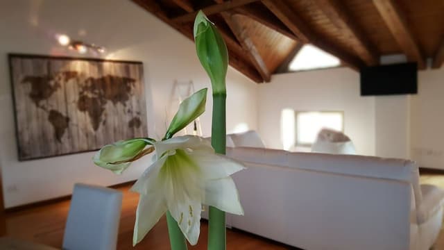 Luxury Apartment, 3 Bedrooms