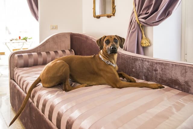 Exclusive Suite, City View