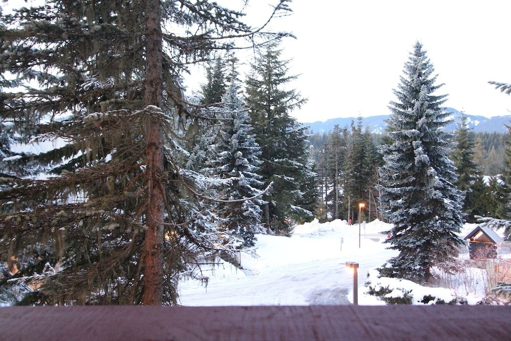 Snowberry0
