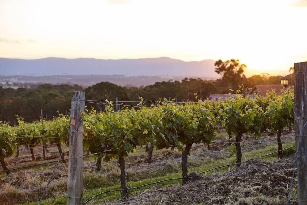 Wandin Valley Estate Wandin Valley Estate