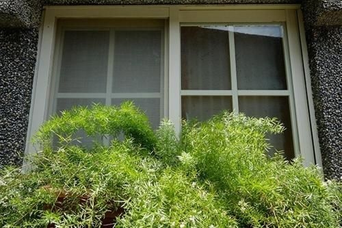 บ้านเวนซิ่ง (Wensing House)0
