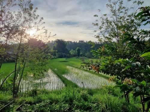 Nongtao homestay1