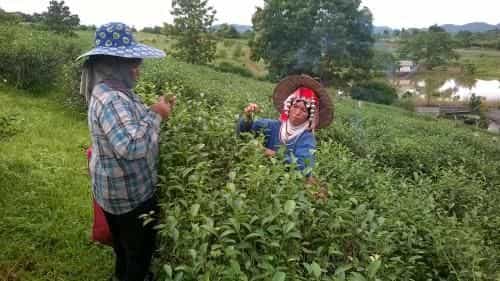 Suancha Tea Garden Suancha Tea Garden