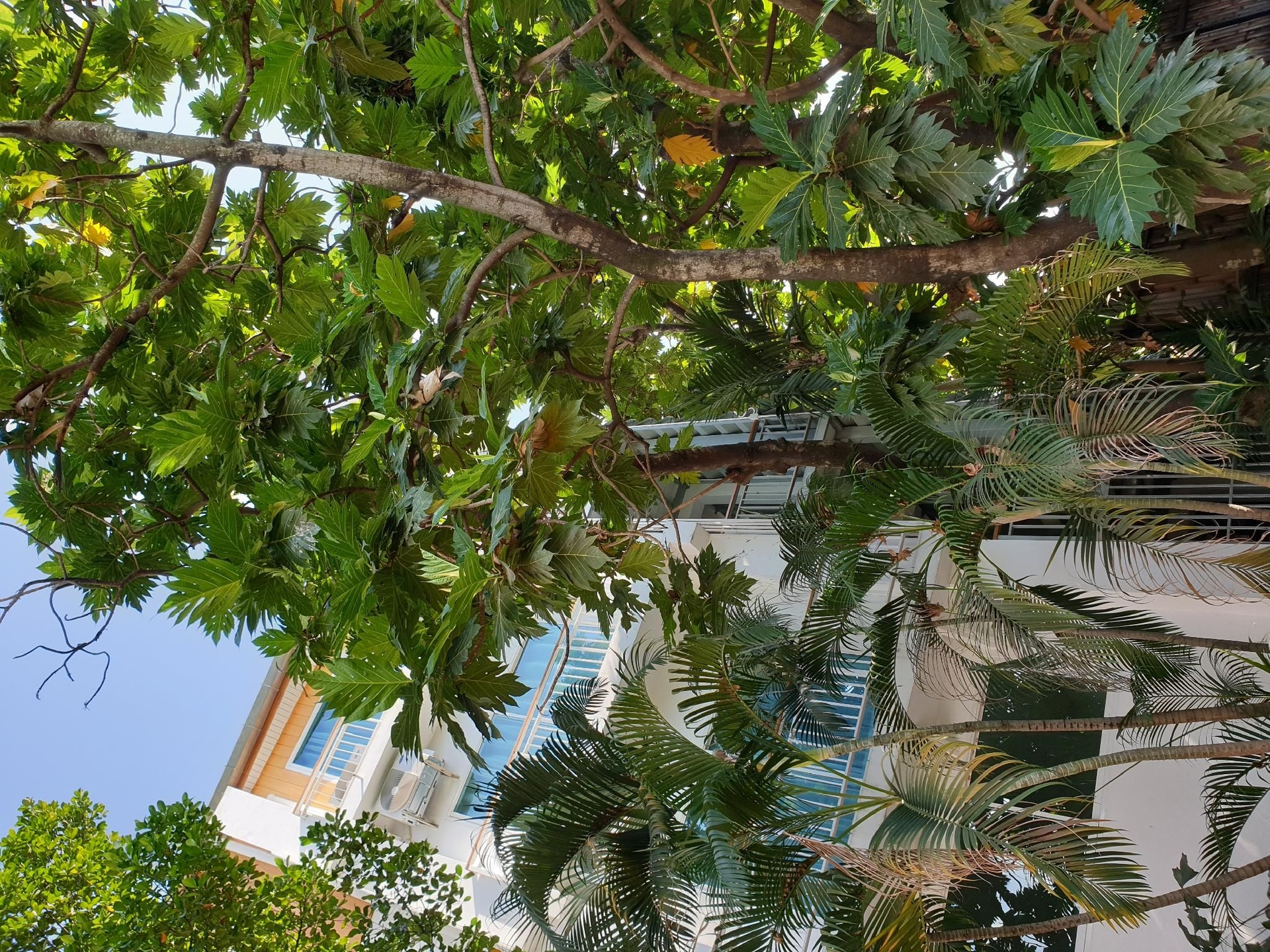 เบรดฟรุต (Breadfruit)2