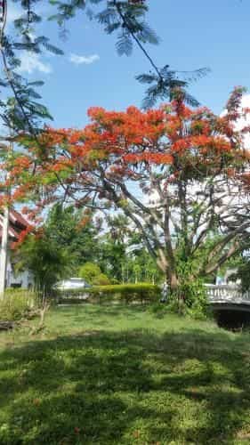 Longan Tree Longan Tree
