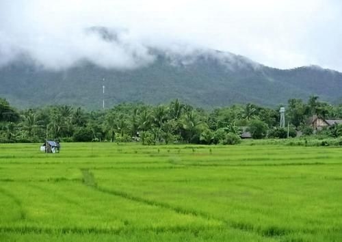 Jamjuree Garden3