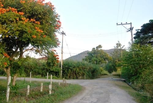Jamjuree Garden1