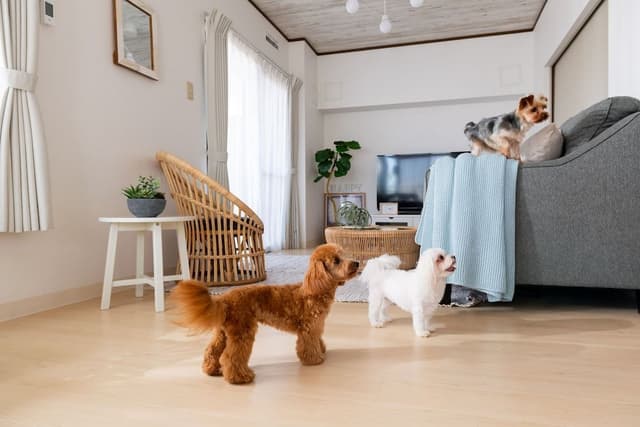 502, Only Small Dogs Are Allowed